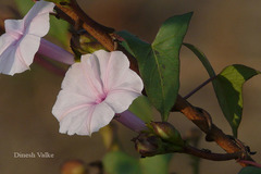 Ipomoea marginata